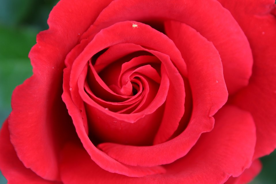 17676-red-rose-close-up-pv